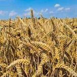 Pszenica Ozima KLC Seeds Euforia, Elektra, IS Rubicon, Banatus