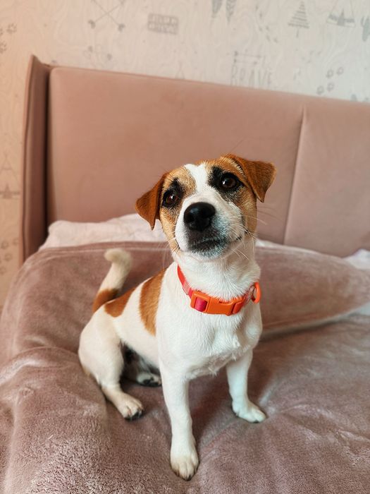 Дівчинка джек-рассел тер'єр чекає на свою люблячу сім‘ю.