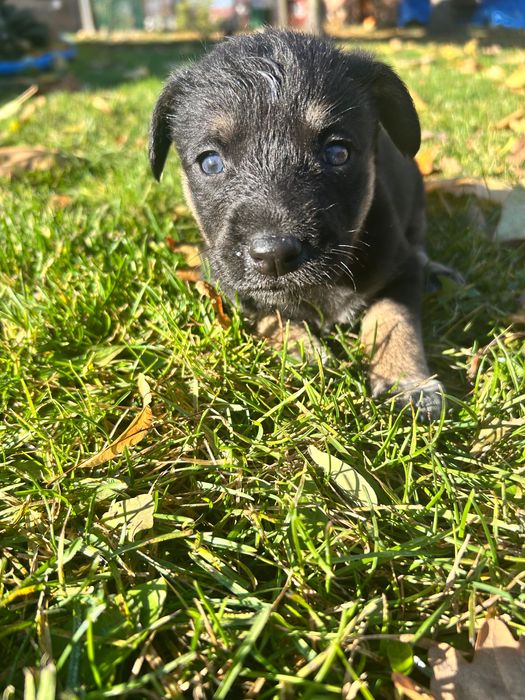 Oddam pieski w dobre ręce