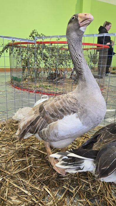 Samiec gęsi bojowej Tula Litewska Linia!