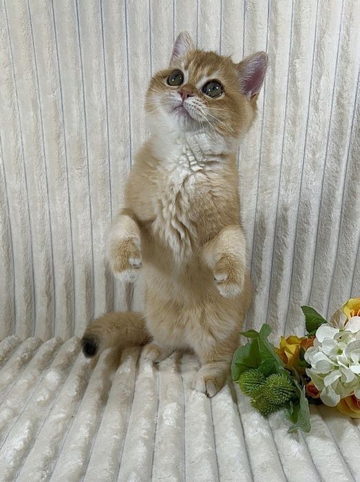 Золота шиншила клубне кошеня