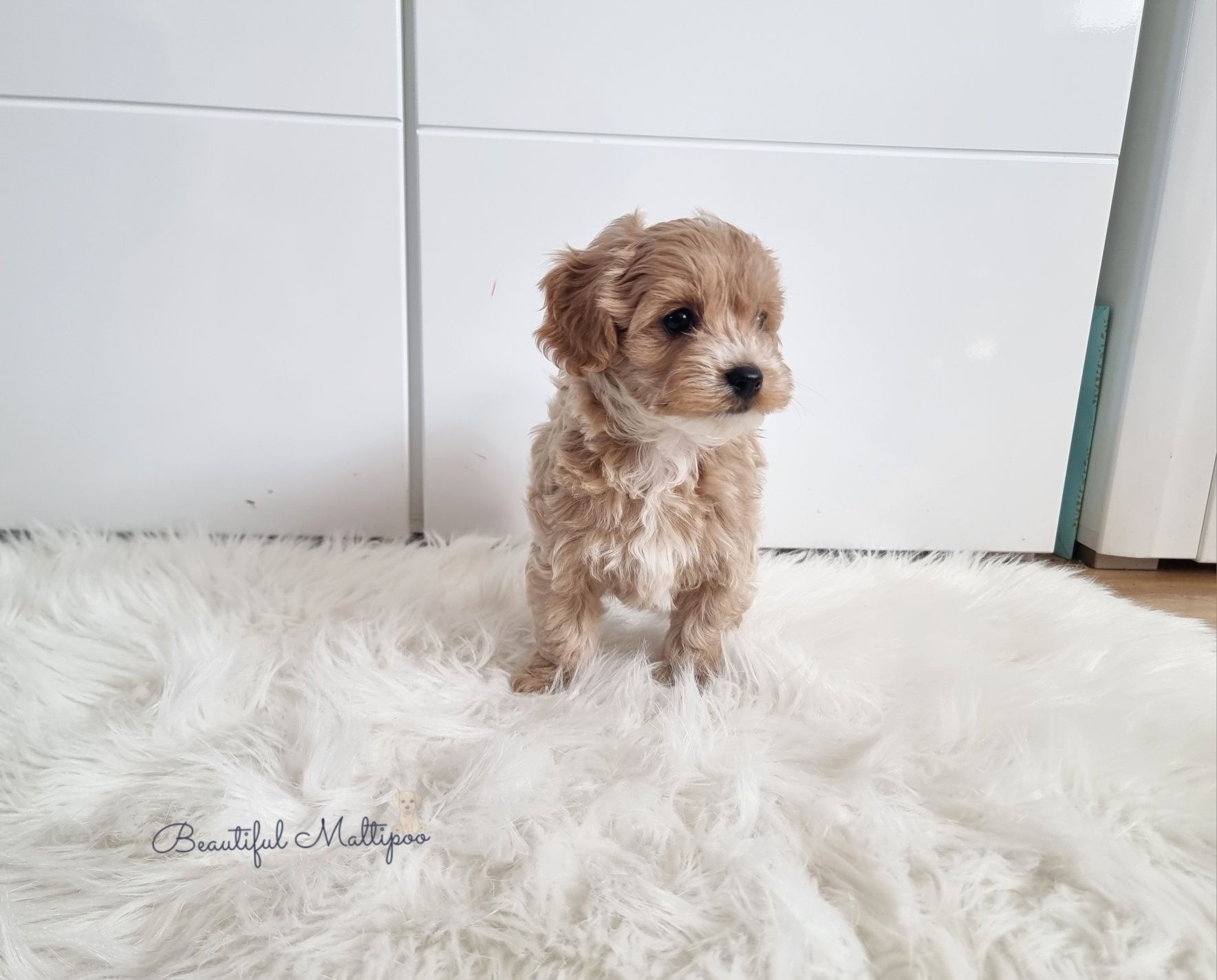 Śliczne pieski Maltipoo F1