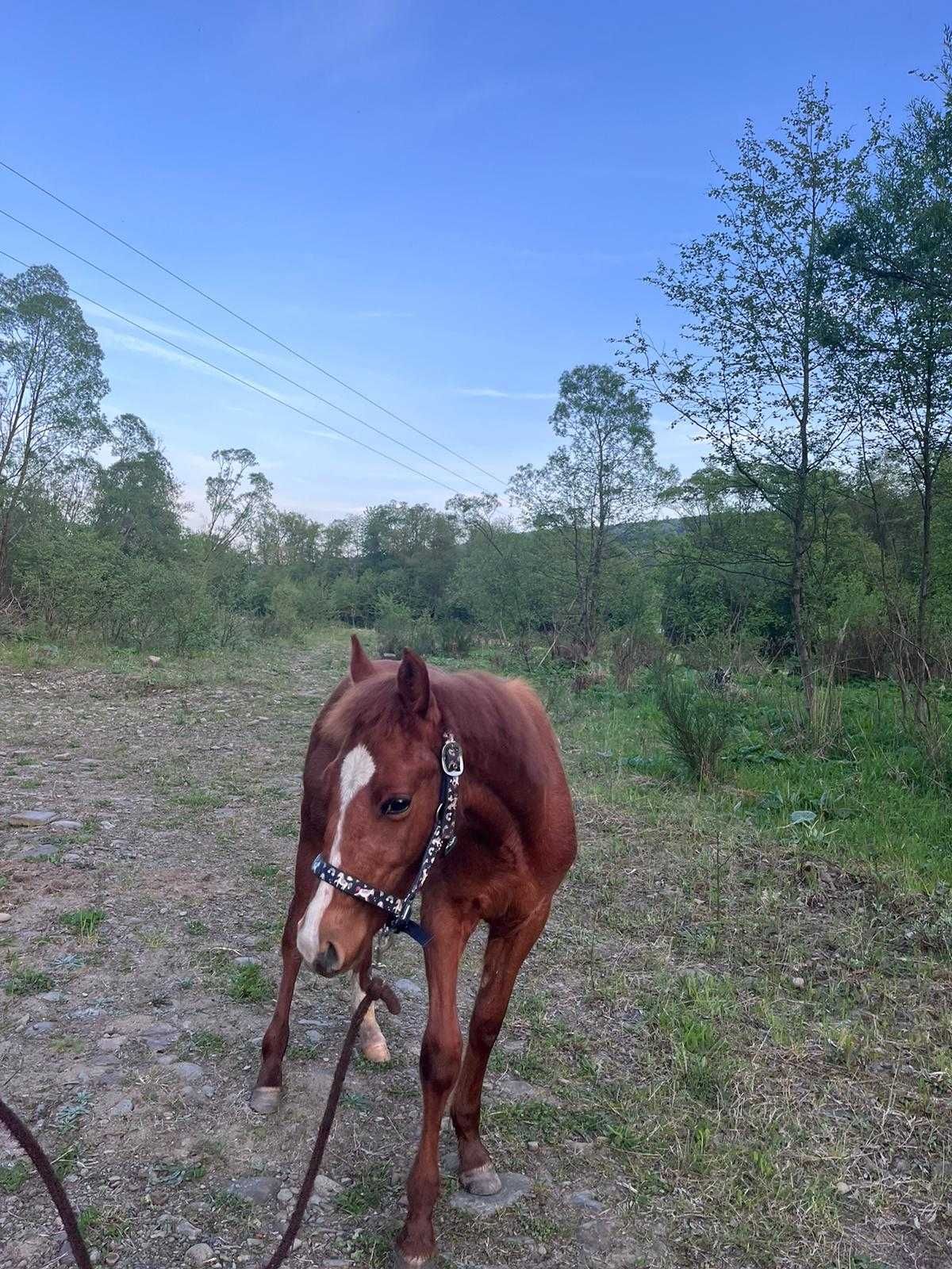 Koń, źrebak , American paint horse