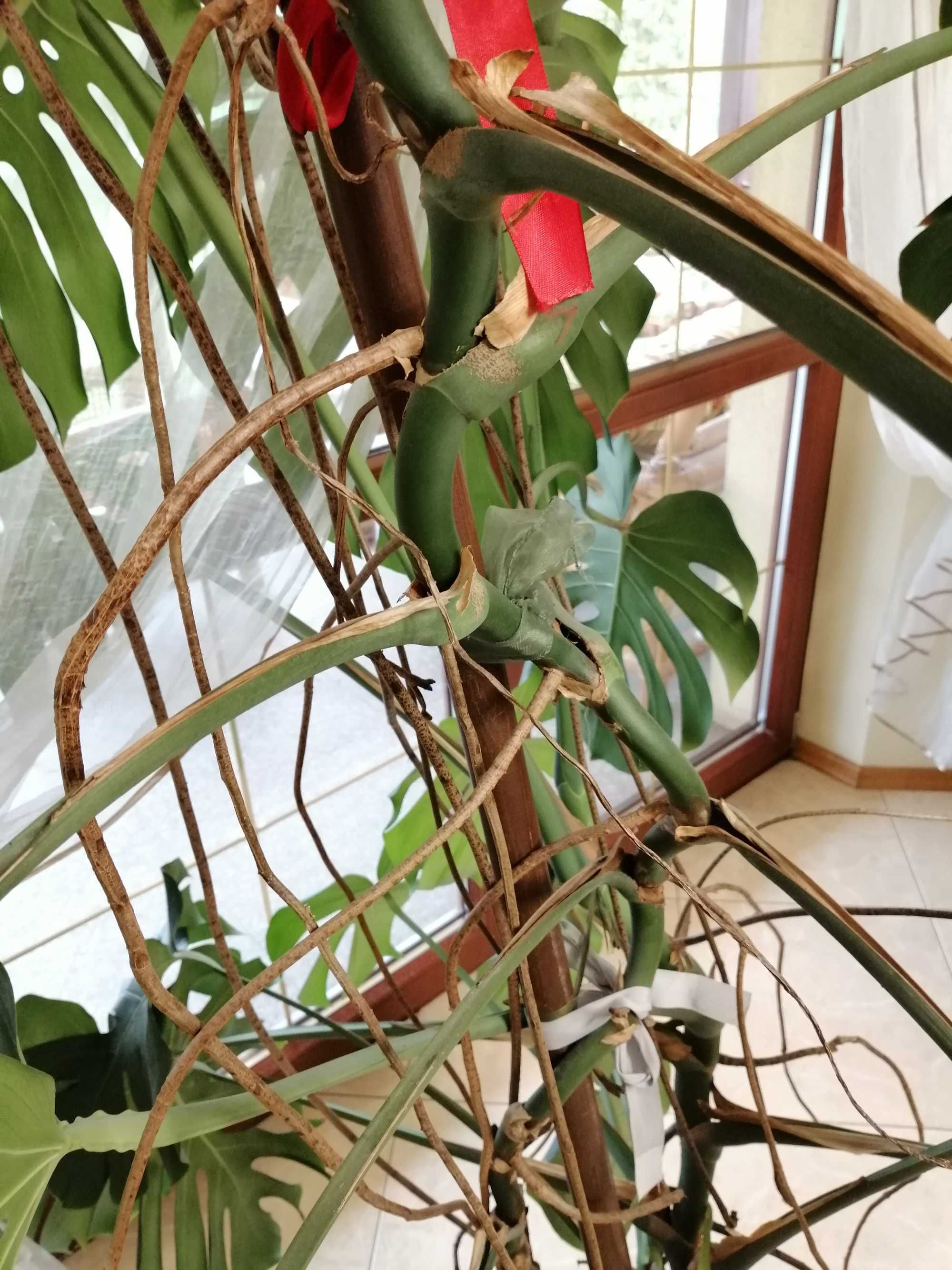 Kwiat Monstera deliciosa/dziurawa 2,7m - Wielka ozdoba Twojego wnętrza
