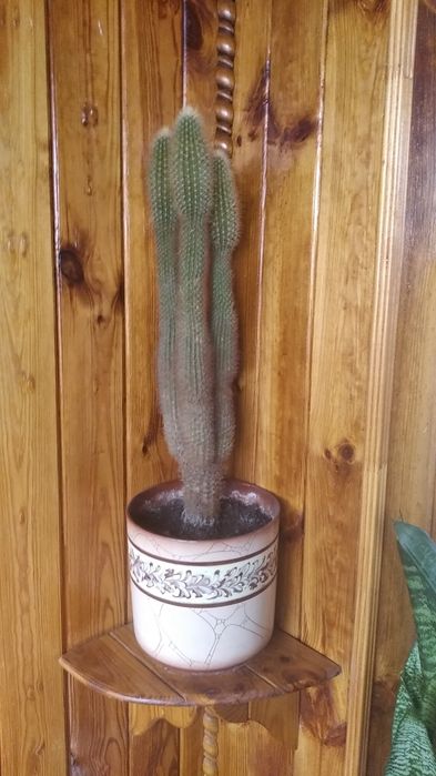 Большое растение КАКТУС