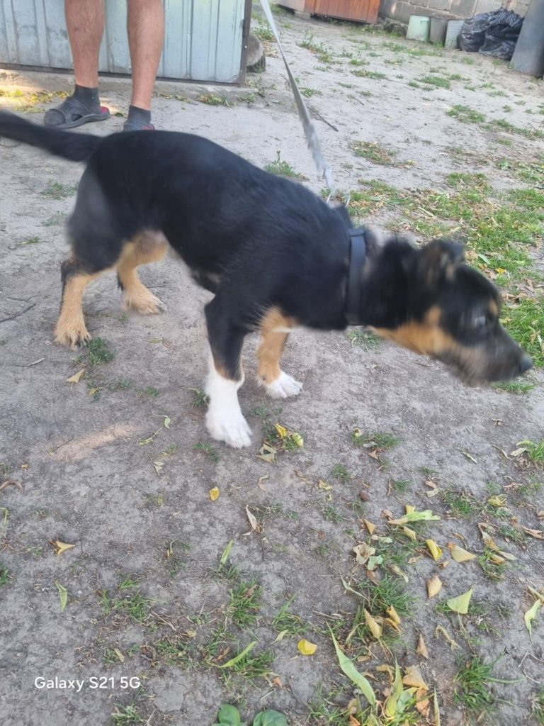 Oddam pieska młodego