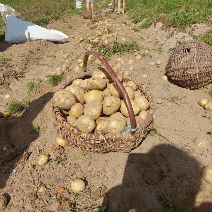 Ziemniaki Amerykany I Irga