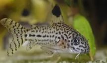 Corydoras Julii Trilineatus