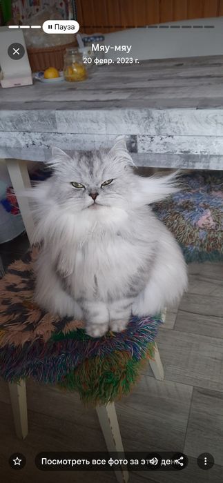 Котята пародистф