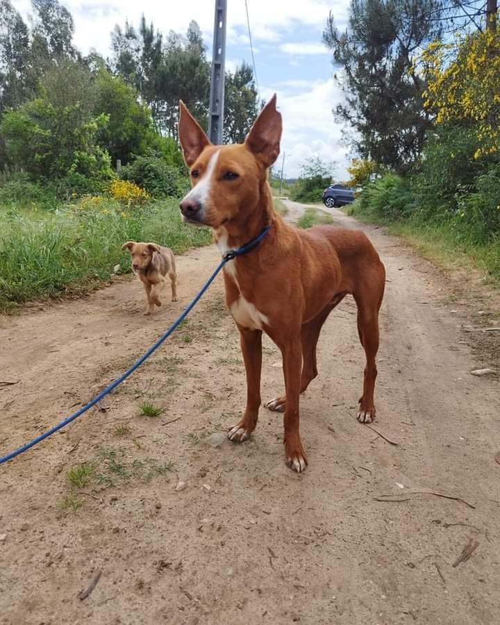 Tommy- cachorro de porte médio para adoção