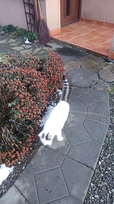 Oddam za darmo kotki