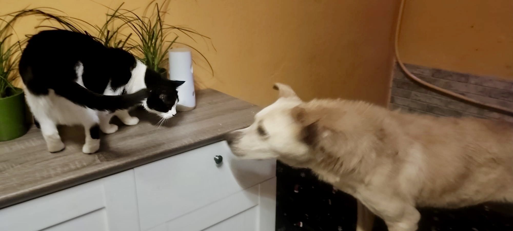 BALTO - 2 letni Przekochany piesek