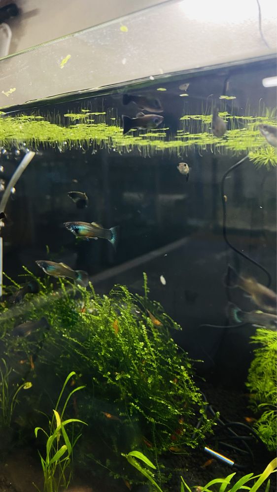Guppys e camaroes neocaridina