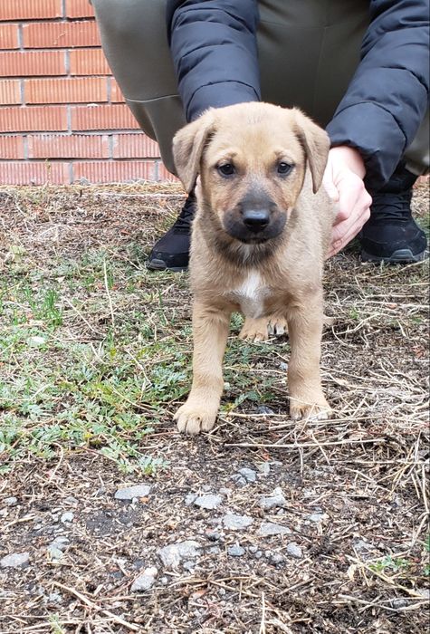 Малышка  Рыжулька в хорошие ручки