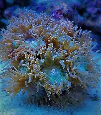 Duncanopsammia axifuga  | Dunka | LPS | akwarium morskie | koral