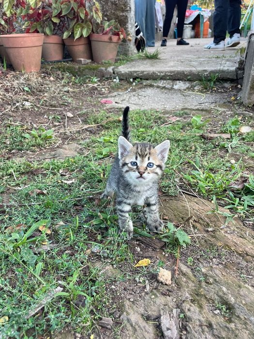 Gatinhos para adoção responsável