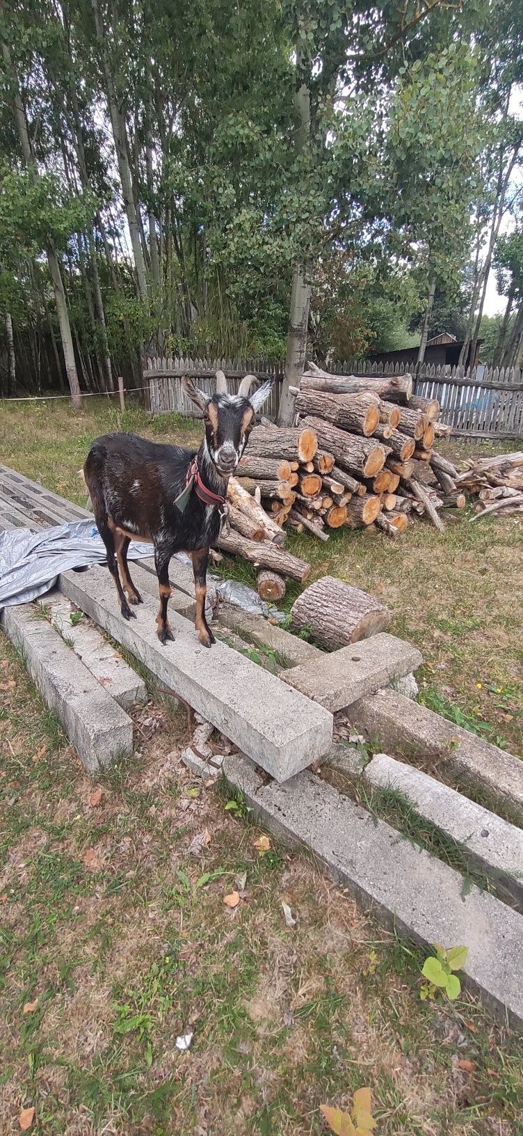 Koza alpejska !!