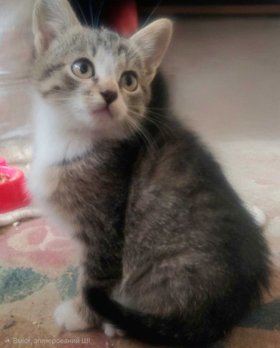 Тигровий хлопчик в добрі руки