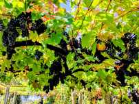 Uvas de Vinho Verde, Ponte Lima