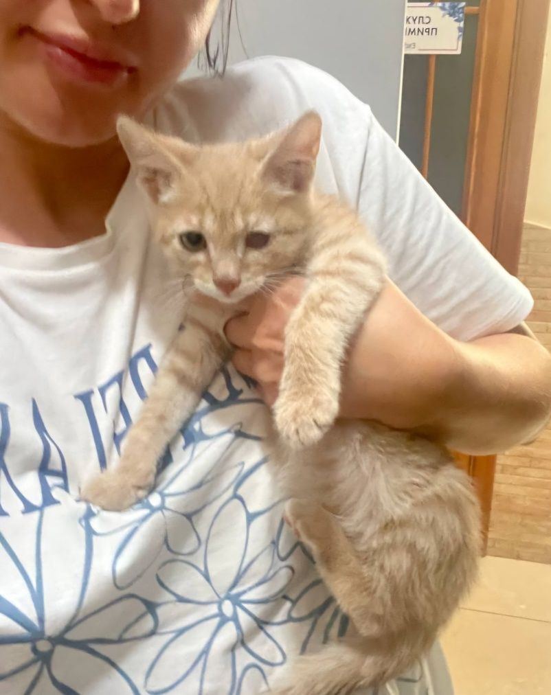 Котик віддамо в добрі руки