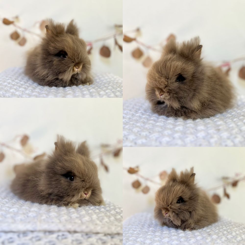 Króliczki Karzełki Teddy waga 800gram-1kg Mini lop Gotowe do odbioru