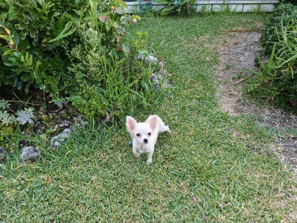 Chihuahua fêmea de pelo longo disponível para entrega imediata
