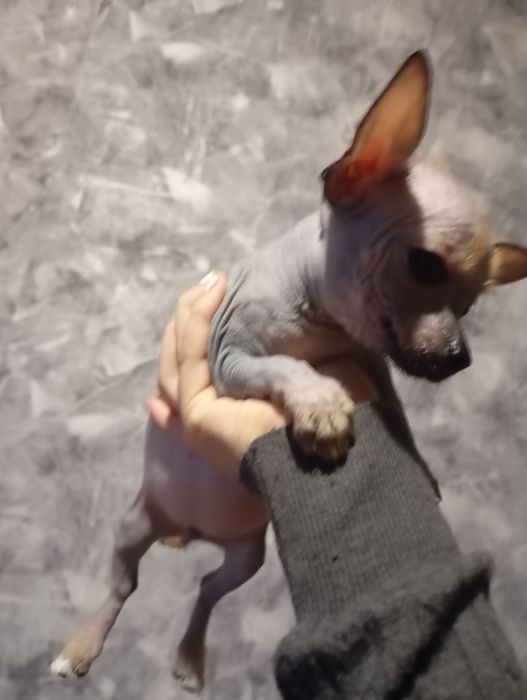 Щенок китайська хохлатый мини