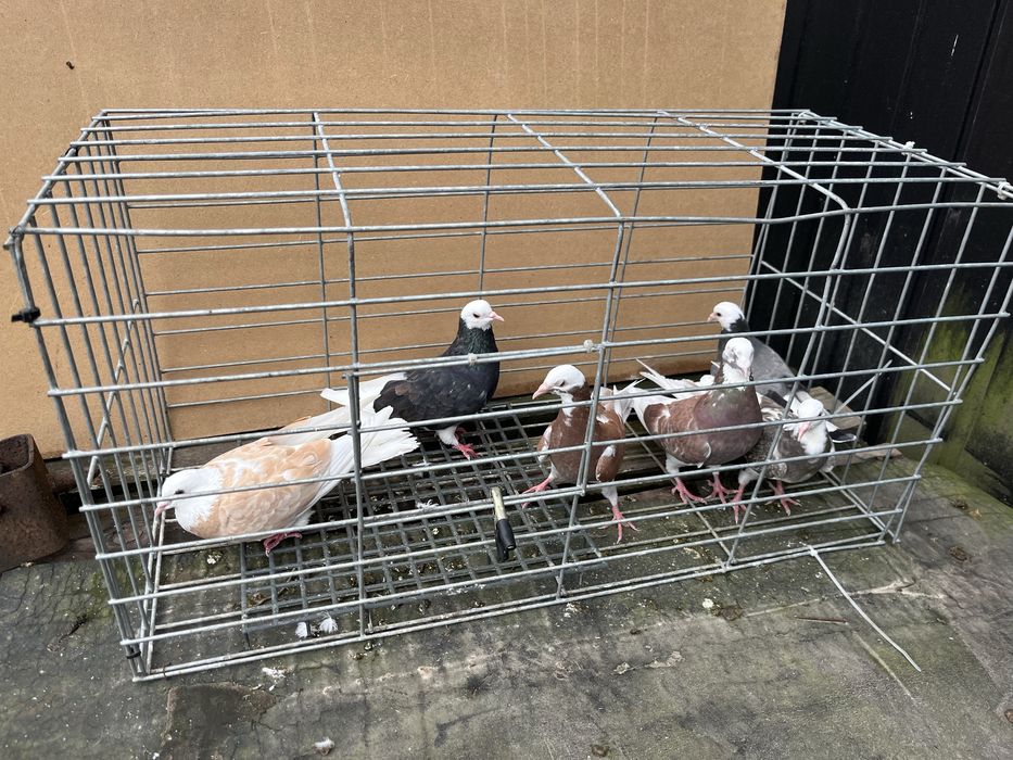 Golebie permskie wysokolotne