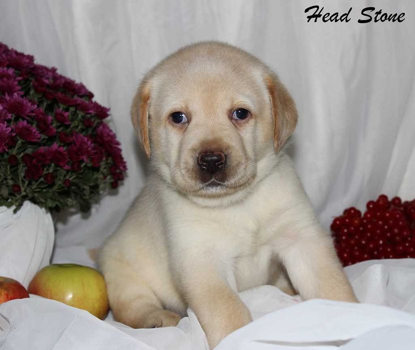 Лабрадор ретривер Клубные щенки