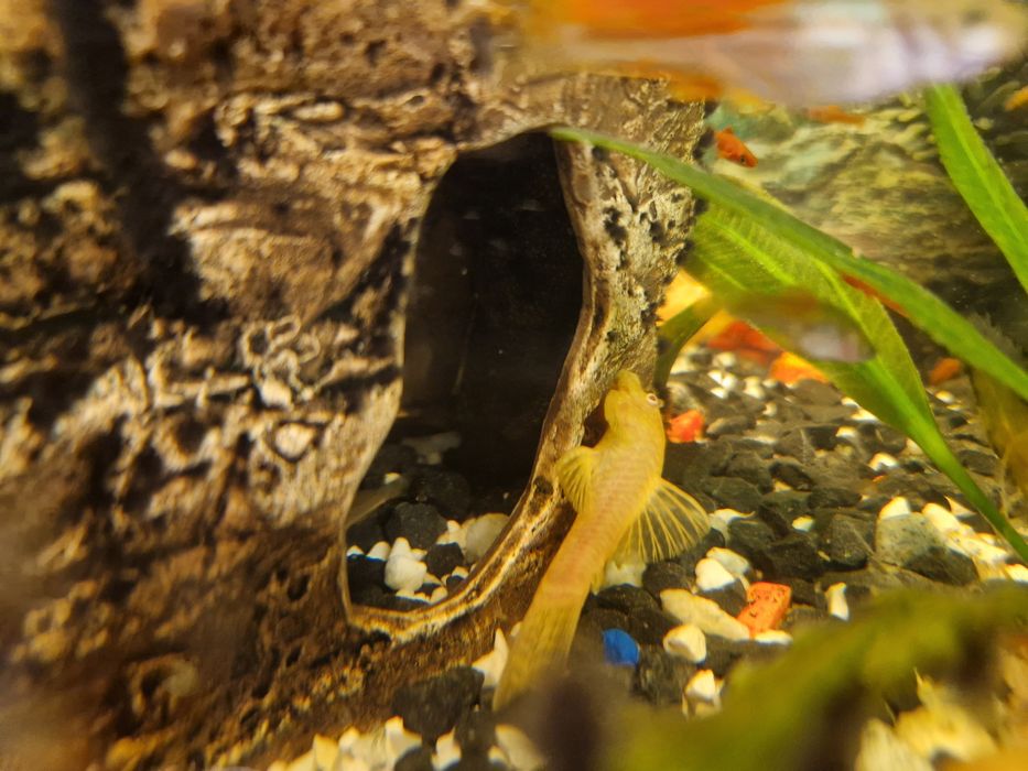 Glonojad zbrojnik albinos