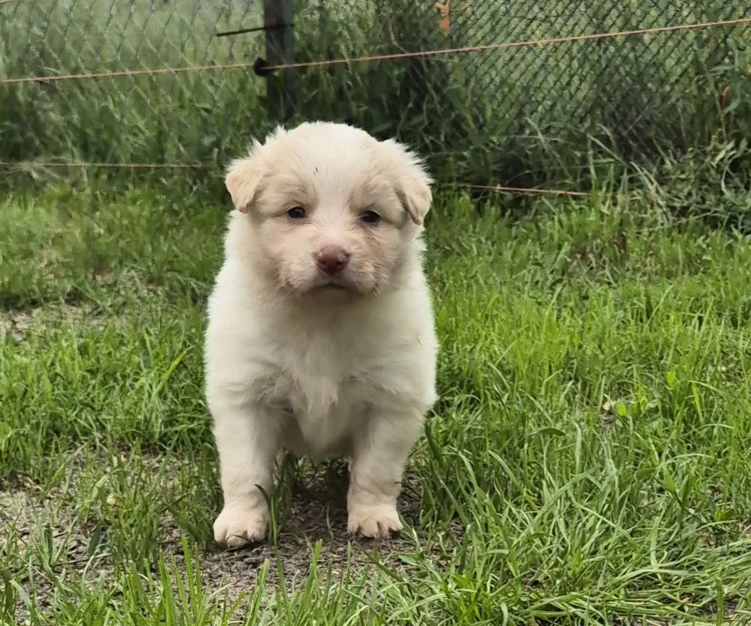 Border collie ee red