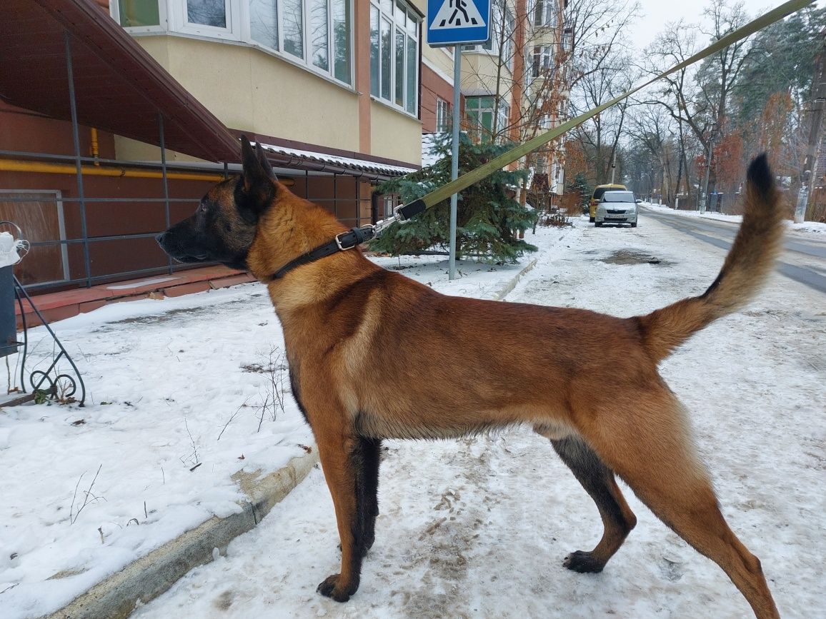 Вязка. Бельгійська вівчарка Малінуа. Кобель 3г.