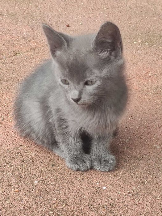 Filhotes para adoção responsável