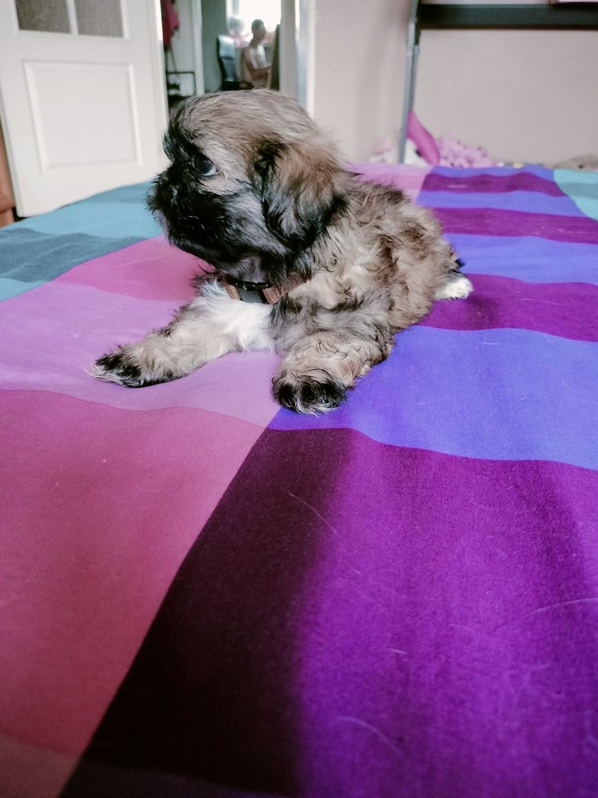 Ostatni piesek shih tzu