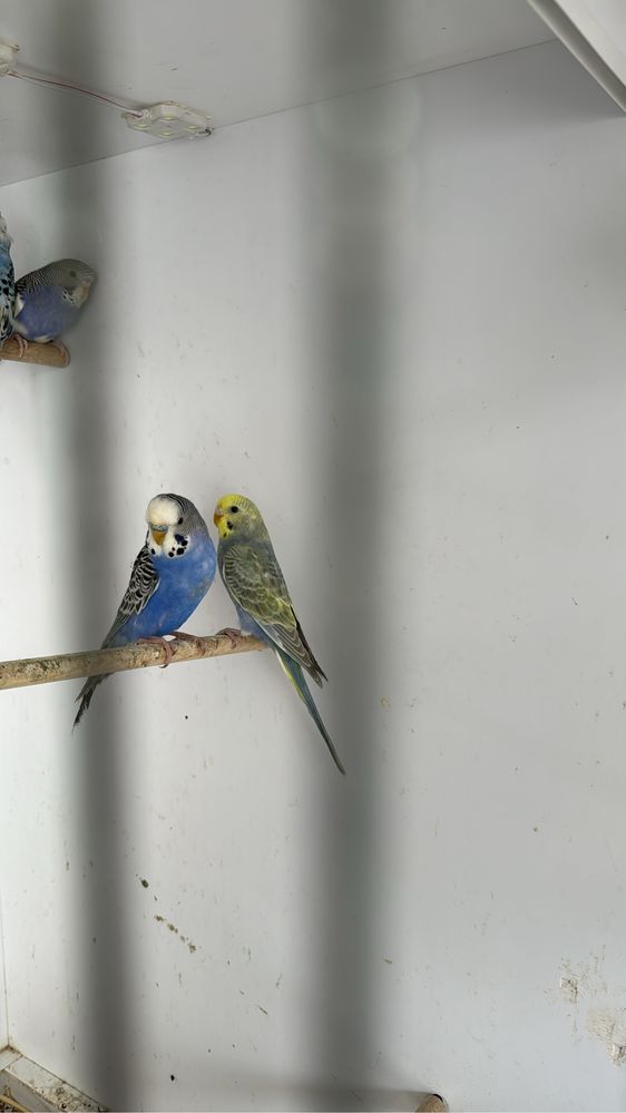 Aves piriquitos para venda