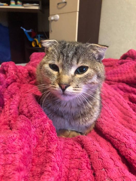Кошеня безкоштовно!!