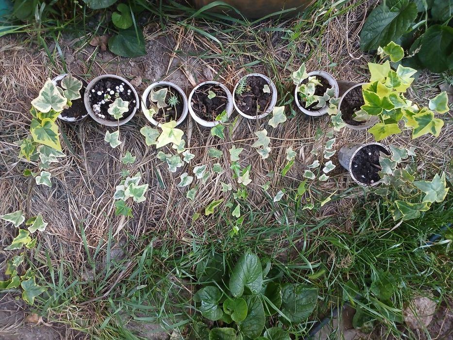 Плющ садовый, зимующий, Жимолость