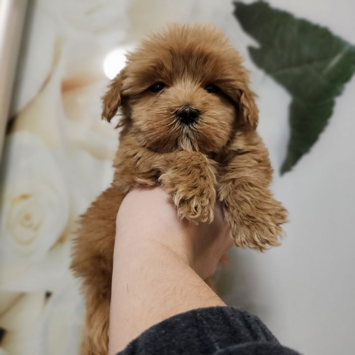 Дівчинка мальтипу ф1 стандарт