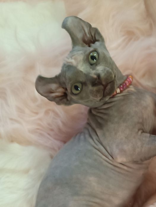 Неймовірна красуня