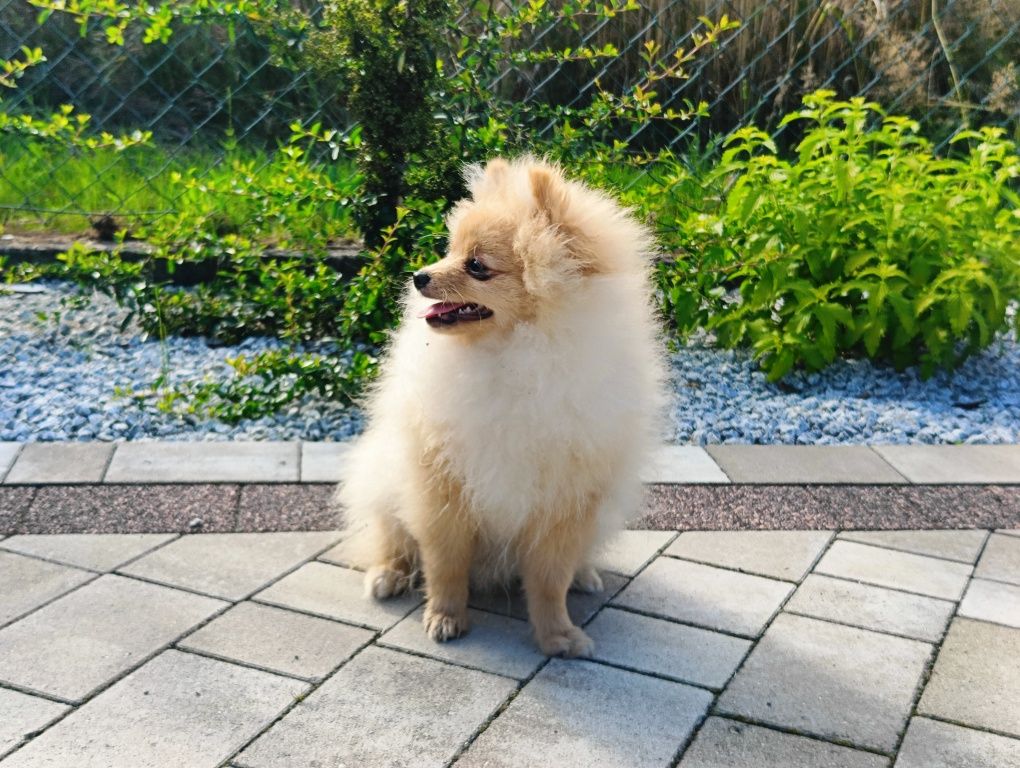 Rezerwacja Chłopiec Szpic mały pomeranian ZKwP