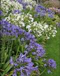 Plantas de agapanthus