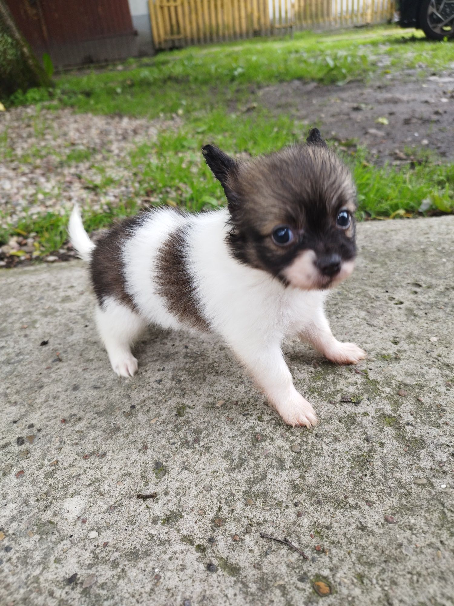 Chihuahua - szczeniak