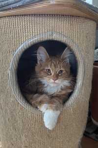 Maine coon koty rasowe