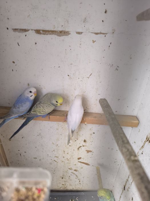 Piriquitos várias cores