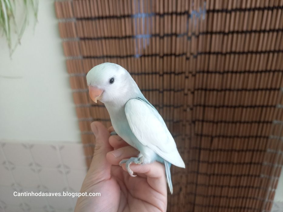 Roseicollis criados à mão