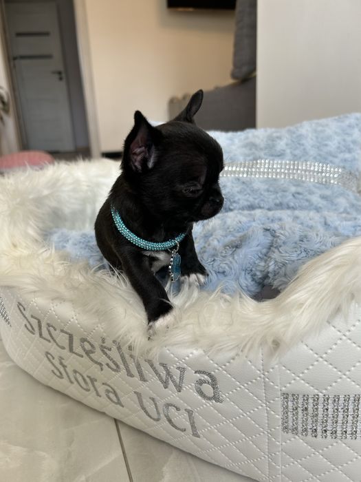 Chihuahua czarny chłopiec . MEGA CUDO. JUŻ DO ODBIORU