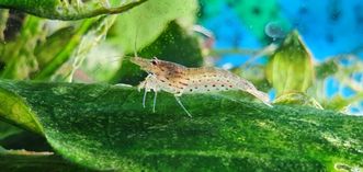 Креветки Амано (Caridina multidentata)