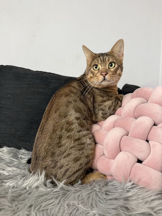 Велетень Тео Саванна Ф5