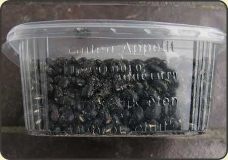 żuczki hawajskie (Callosobruchus spp ) - 200 ml
