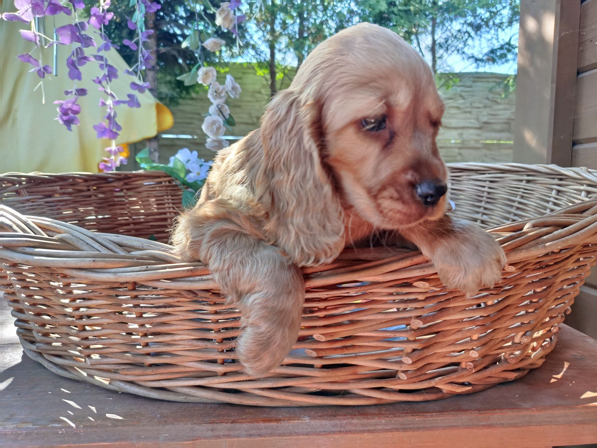 Cocker spaniel angielski Piesek Rodowód